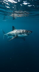 Fototapeta premium Ocean's Silent Hunter