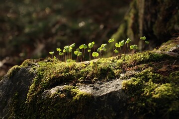Obraz premium New sprouts rising from moss-covered rock in forest light 
