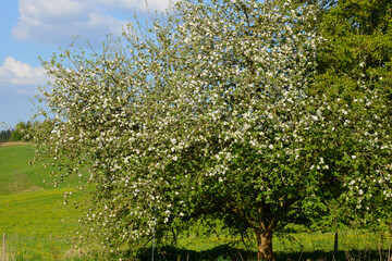 Naklejka premium Obstbäume, Streuobst