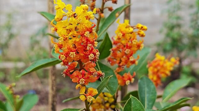 Byrsonima crassifolia