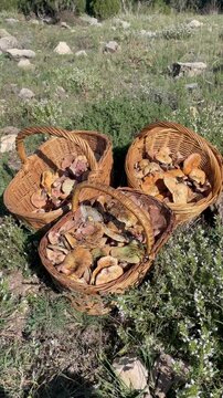 Video of several baskets of mushrooms, specifically saffron milk cap or red pine mushroom (Lactarius deliciosus), in the middle of the forest. Autumnal theme.