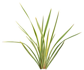 ニューサイラン