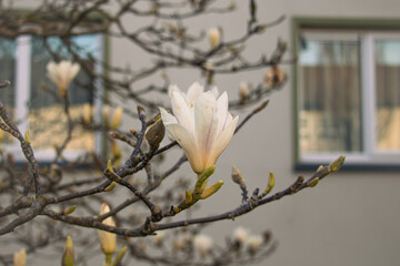 Magnolia cylindrica flower against the background of house windows