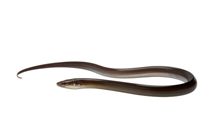 Obraz premium Eel fish with a long, slender body and distinct head shape, isolated on a transparent background