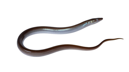 Eel fish with a long, slender body and distinct head shape, isolated on a transparent background
