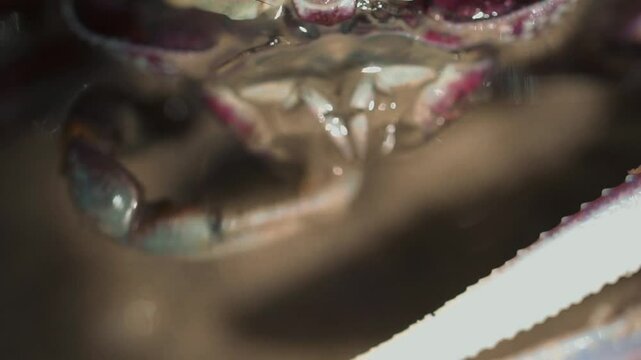 Crabe film&eacute; en macro au ralenti se nourrissant sur le sable des mangroves de Casamance avec pince droite active et petites bulles faciales &ndash; Sony A7SII 90mm GM (1)