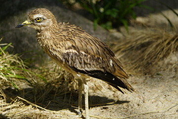 The Stone Curlew (Burhinus oedicnemus) is one of the species of the genus Burhinus in the family...