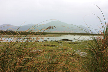 Serene marshland with tall grass and distant hills on a cloudy day
