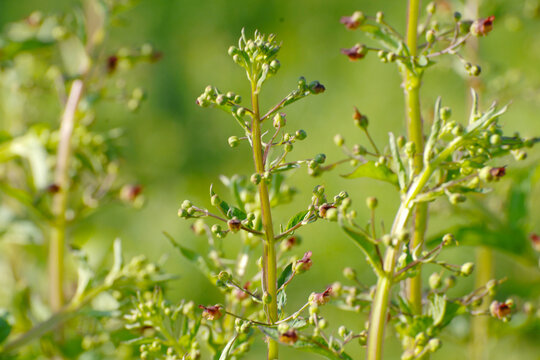 Knotige Braunwurz,  Scrophularia nodosa