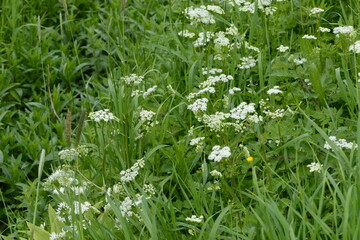  Behaarte Kälberkropf,  Chaerophyllum hirsutum © Peter Oetelshofen