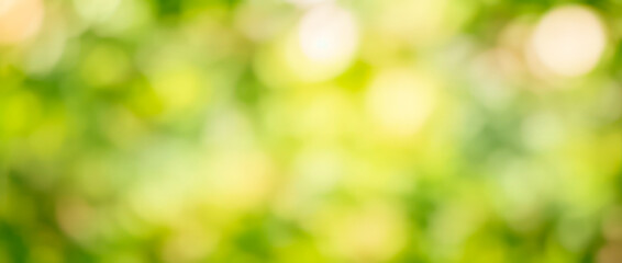 Abstract background of blurred green and yellow foliage creating a bokeh effect.