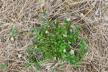 Behaarte Schaumkraut, Cardamine  hirsuta