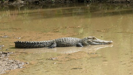 Obraz premium Crocodile on muddy riverbank