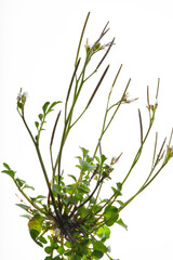 Behaarte Schaumkraut, Cardamine  hirsuta