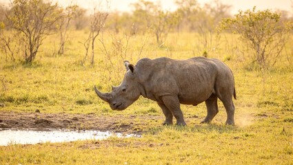 Fototapeta premium Rhino at watering hole in savanna