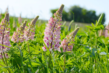 Vielblättrige Lupine, Lupinus polyphyllus