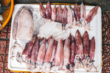 catch of squid. Chilled fresh squid in ice at seafood street market in Asia