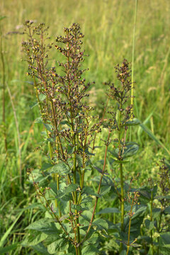 Knotige Braunwurz,  Scrophularia nodosa
