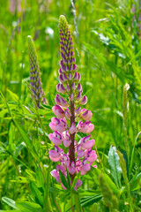 Vielblättrige Lupine, Lupinus polyphyllus