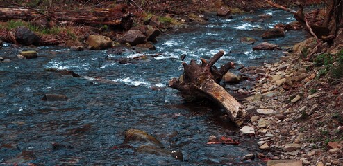 A mountain stream in a dense forest. Mountain stream. A lush wooded area. Textured surfaces. View from a high angle. Abstract background. Wallpaper. Poster