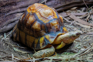 The angonoka tortoise (Astrochelys yniphora) is a critically endangered species of tortoise...