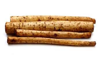 Fresh burdock roots or gobo roots