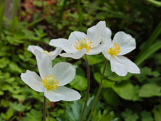 Cluster of Elegant Snowdrop Anemone Flowers