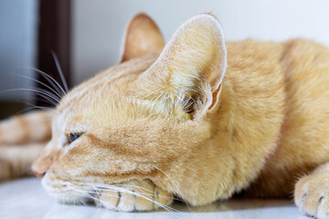 Cat with yellow ears due to liver disease