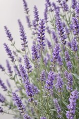 A profusion of fragrant lavender blossoms isolated on white , sprig, violet