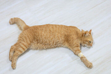 ginger cat lying on the floor with a bandage on front leg