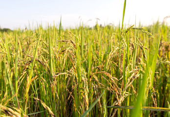 dirty panicle disease in rice plants