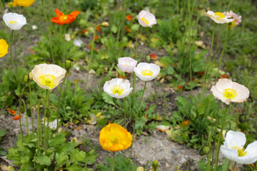 Beautiful poppy flower garden. The Expo 70 Commemorative Park, Osaka, Japan