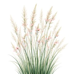 Airy tall grass clusters with tiny blush pink blossom