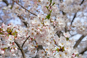 Branches of sakura flowers, cherry blossom