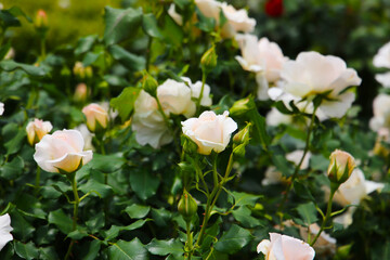 Beautiful white roses in full bloom at the Japan Rose Garden.