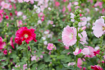 Beautiful hollyhock flower in the park