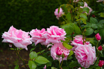 Pink roses in full bloom at the Japan Rose Garden.