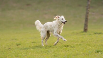 Fototapeta premium Borzoi mid stride in field