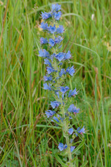 Blauer Natternkopf; Echium vulgare