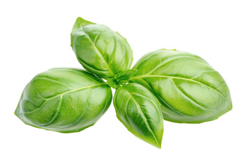 Obraz premium Vibrant basil cluster lush leaves against stark black culinary herb freshness