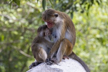 Toque macaque mother caring for her baby on stone