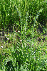 Blauer Natternkopf; Echium vulgare