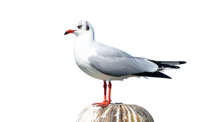 Obraz premium seagull on the beach