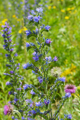 Obraz premium Blauer Natternkopf, Echium vulgare