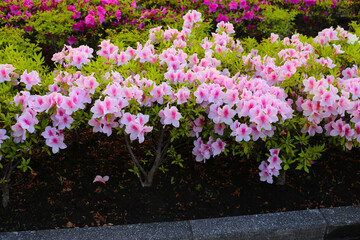 Pink and white azalea flowers blooming beautifully along a pedestrian sidewalk in Tokyo, Japan