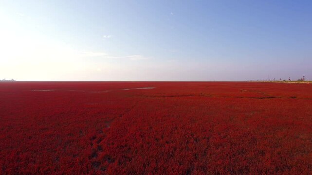 Explore the natural beauty of Liaoning Panjin Red Beach in scenic wetland