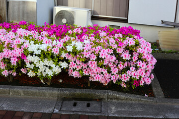 Pink and white azalea flowers blooming beautifully along a pedestrian sidewalk in Tokyo, Japan