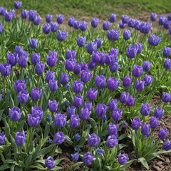 Naklejka premium Blue purple tulips & violets, lush green spring field bouquet, spring flowers, flora, garden