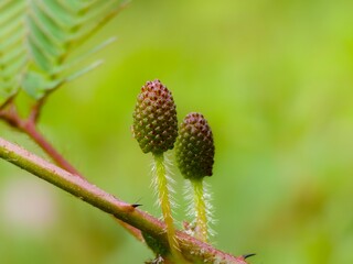 Mimosa Pudica flower before blooming