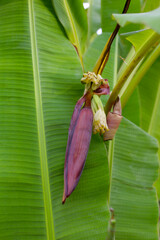 Bossom of bronze banana (Musa laterita)